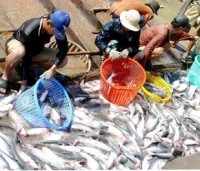 (File) The breeding of tra fish in Mekong Delta province of Dong Thap (File) The breeding of tra fish in Mekong Delta province of Dong Thap
